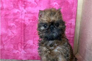 Harriet - Brussels Griffon for sale