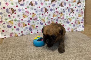 Harriet - Brussels Griffon for sale