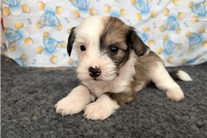 Thornton - Chinese Crested for sale