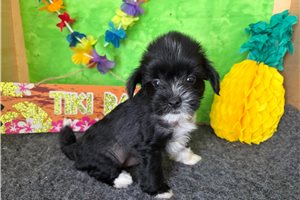 Precious - Chinese Crested for sale