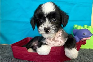 Phineas - Chinese Crested for sale