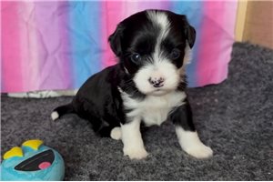 Tiffany - Chinese Crested for sale