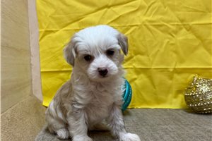 Jenny - puppy for sale