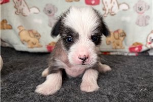 Percy - puppy for sale