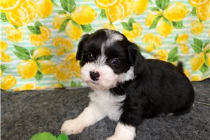 Tiffany - Chinese Crested for sale