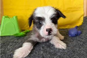 Percy - Chinese Crested for sale