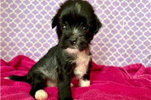 Precious - Chinese Crested for sale