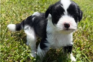 Caleb - Chinese Crested for sale