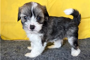 Tika - Chinese Crested for sale
