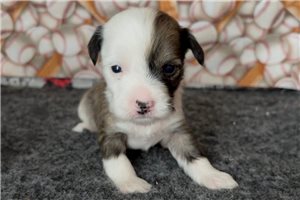 Thornton - puppy for sale