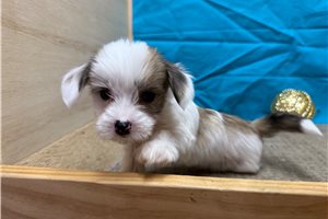 James - Chinese Crested for sale