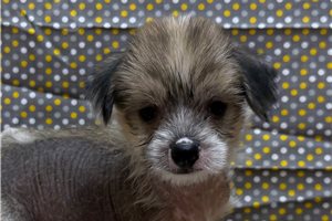Arthur - Chinese Crested for sale