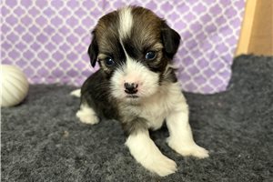 Tika - puppy for sale