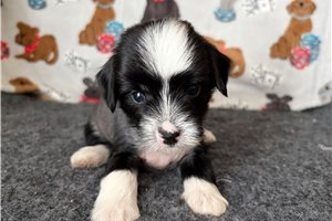 Phineas - puppy for sale