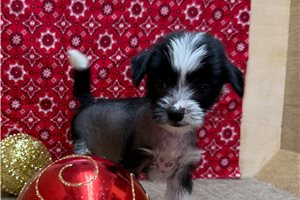Arrow - Chinese Crested for sale