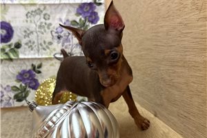 Faith - Miniature Pinscher for sale