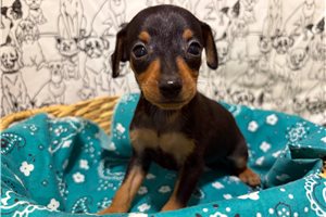 Rory - puppy for sale