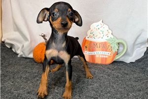 Rory - Miniature Pinscher for sale