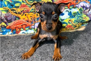 Heston - puppy for sale