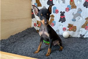 Clover - Miniature Pinscher for sale