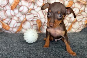 Rooster - Miniature Pinscher for sale