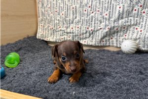 Jedd - puppy for sale