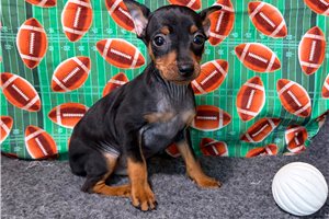 Heston - Miniature Pinscher for sale