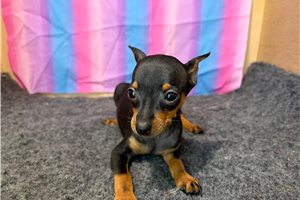 Hadley - Miniature Pinscher for sale
