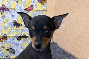 Jessie - Miniature Pinscher for sale