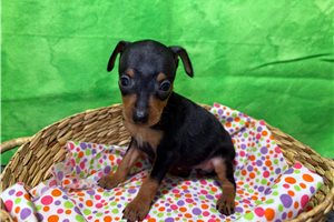 Rhea - puppy for sale