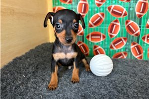 Rory - Miniature Pinscher for sale