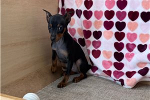 Gypsy - Miniature Pinscher for sale
