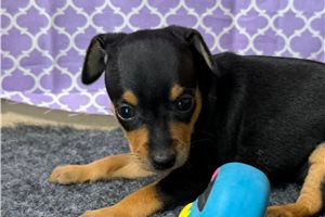 Juliette - Miniature Pinscher for sale