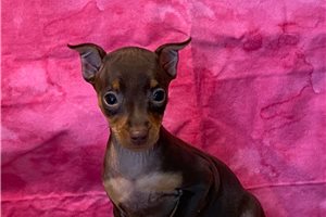 Anya - puppy for sale