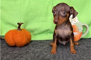 Rooster - Miniature Pinscher for sale