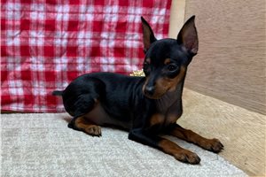 Felix - Miniature Pinscher for sale
