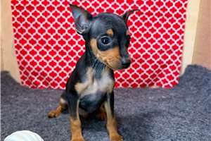Hawk - Miniature Pinscher for sale
