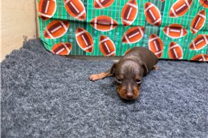Finnegan - Miniature Pinscher for sale