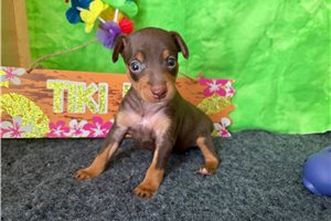 Della - Miniature Pinscher for sale