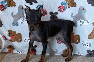 Gregor - Miniature Pinscher for sale