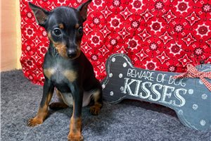 Huxley - Miniature Pinscher for sale
