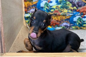 Clover - Miniature Pinscher for sale