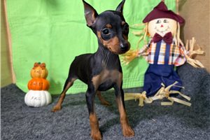 Rhea - Miniature Pinscher for sale
