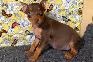 Demi - Miniature Pinscher for sale