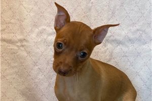 Cherie - puppy for sale