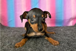 Roxy - Miniature Pinscher for sale