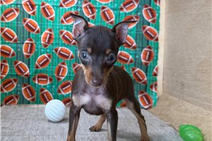 Champ - Miniature Pinscher for sale