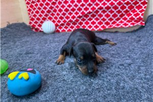 Fletcher - Miniature Pinscher for sale