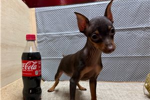 Finn - Miniature Pinscher for sale