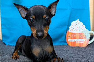 Huxley - Miniature Pinscher for sale